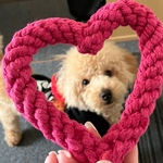 値下げ💓可愛いハート型のロープリング♥️わんちゃんおもちゃ　犬おもちゃ　🤩うちの子グッズ　インスタ映え ビビットピンク