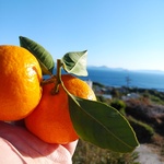 超小粒！２S~3S以下混合サイズ　箱込み5kg　 家庭用 ～瀬戸内の恵み・新鮮岩国早生みかん～