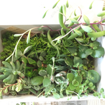 多肉  寄せ植え(詰め合わせ 20種)