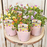🌷花苗 ビオラ ジョリージョリ 3.5号(10.5cm) 春までよく咲く 育てやすい 明るい かわいい 花壇