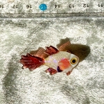 小さなお魚の小さなブローチ＊ピンクほっぺ＊横っちょフィッシュ