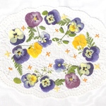 押し花＊秋咲きビオラ色々セット