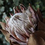 キングプロテアのドライフラワー（50cm級）