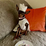 プリンセスティアラ☆ブルーカラー♪☆うちの子記念日♪犬誕生日　撮影会　イベント　犬クラウン　犬帽子　うちの子エンジェル
