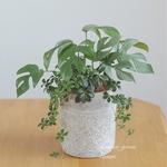 ❁greenの贈り物🌱𓂃 𓈒ヒメモンステラとシュガーバインのmix✿お家時間を楽しく
