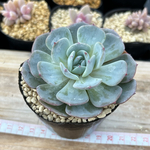 多肉植物 韓国苗 エケベリア モンブラン