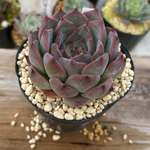 多肉植物 エケベリア エストレア