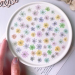 【押し花素材】レースフラワー　着色ミックス　pressed flowers