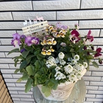 クリスマスのもりもりな寄せ植え