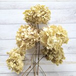 アンティーク色の紫陽花のドライフラワー①