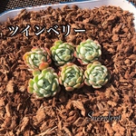 【韓国苗】エケベリア ツインベリー  1苗  330円 カット苗