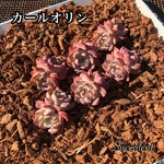 【韓国苗】エケベリア カールオリン  双頭 1苗  620円 カット苗