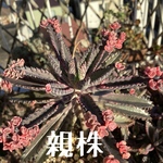 不死鳥錦 抜き苗 2本