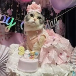 プリンセスティアラ☆ピンクカラー♪☆うちの子記念日♪犬誕生日　撮影会　イベント　犬クラウン　犬帽子　うちの子エンジェル