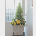 再販コニファーロング🌳可愛い寄せ植え✲*ﾟプレゼントにも