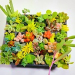 【ルビーネックレス】多肉植物セダム37種類セット【育成説明書】