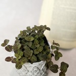 リシマキア　ミッドナイトサン♡紅葉するカラーリーフ　グラウンドカバー　寄せ植え