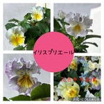 花日和♡イリスプリエール