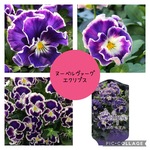 サトウ園芸♡ヌーベルヴァーグ　エクリプス