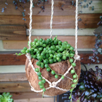 天然ココナッツ鉢☆多肉 グリーンネックレス