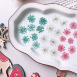 【押し花素材】レースフラワー　クリスマスカラー　pressed flowers
