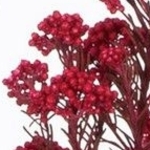約２ｇ　おすそ分け　ジュリアオレンジ　紫陽花・あじさい　プリザーブドフラワー 仕入れ時から細かいキズ、花びらなどに透け、切れ、折れなどがある物もございます。天然素材の特徴とどうぞご理解ください。
