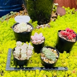 多肉植物　寄せ植えセット