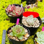 多肉植物　寄せ植えセット
