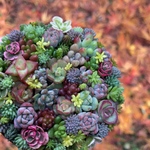 多肉植物寄せ植え そのまま飾れる ブーケ寄せ