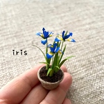 💠ミニチュア　菖蒲💠