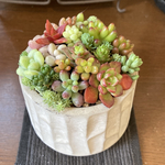 多肉植物　寄せ植え　そのまま飾りながら育てる　チマチマ寄せ植え　セメント鉢