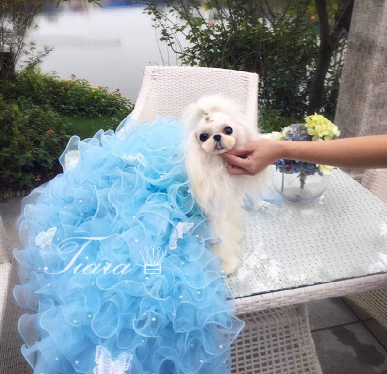 シンデレラ豪華Princessweddingdress 撮影用 記念 ふんわりドレス 犬