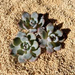 韓国苗　Echeveria オレンジモンロー