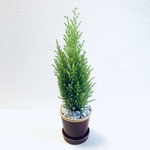 mayumi3817様 専用　ゴールドクレスト　クリスマスツリー　鉢植え　植木鉢　受け皿付き　素焼き　陶器　観葉植物