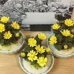 《再販しました！》ミニチュア盆栽〈福寿草〉