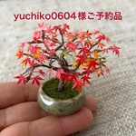 🍁ミニチュア紅葉の盆栽🍁