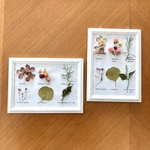 【再再販】壁掛けインテリア【ローズマリー白】✳︎植物標本フレーム✳︎ドライフラワーのボタニカルフレーム✳︎ホワイトインテリア　スペシャルギフト