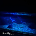 【Ever Blue】アルビノ