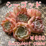 № 20★シーゴッド★韓国苗 新品種 多肉植物 カット苗
