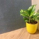 【育てやすい】観葉植物 ゴールデン・ポトス　ハイドロカルチャー