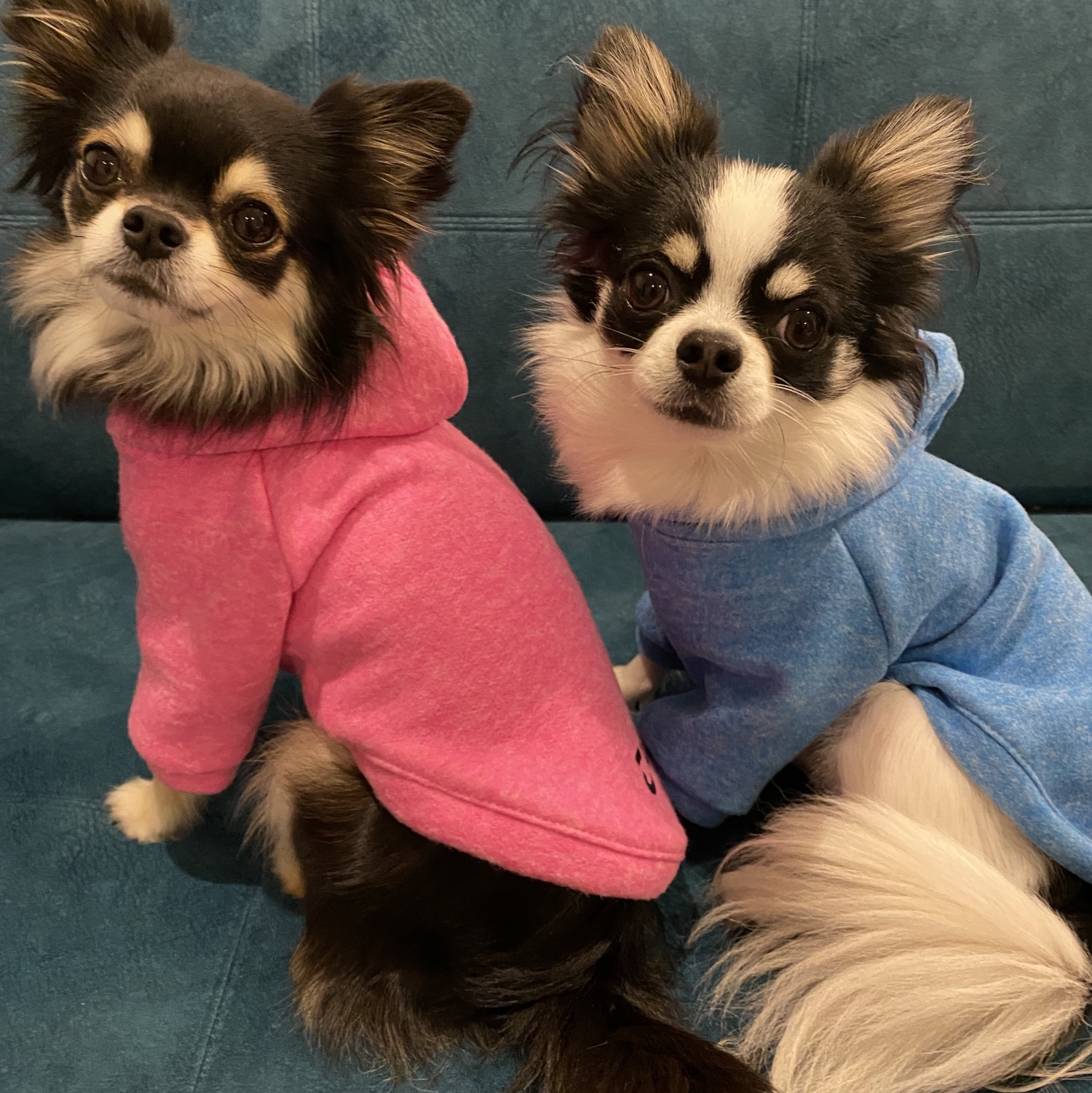 犬服 【名入れ可能】シンプルカラフルパーカー ビタミンカラー ピンク
