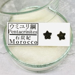 ✴︎No.721✴︎希少✴︎化石標本✴︎ モロッコ産 石炭紀 ウミユリの化石ピアス