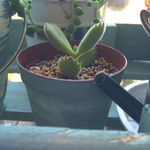 多肉植物✩熊童子ฅ(･㉨･)ฅ
