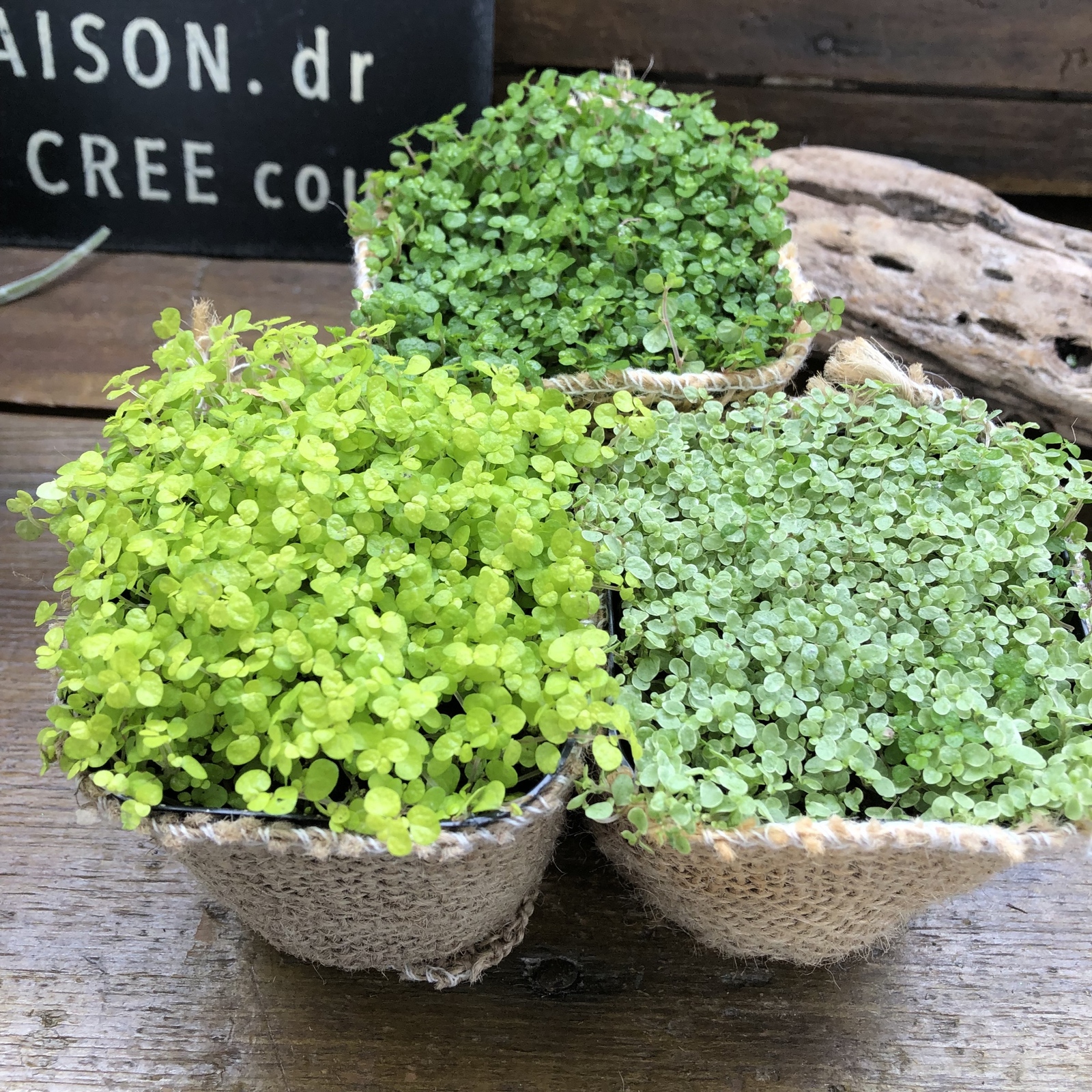 3個セット ベビーティアーズ 天使の涙 ガーデニング 観葉植物 パリジェンヌ Minne 国内最大級のハンドメイド 手作り通販サイト