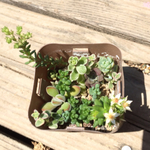 多肉♪セダム等の寄せ植え