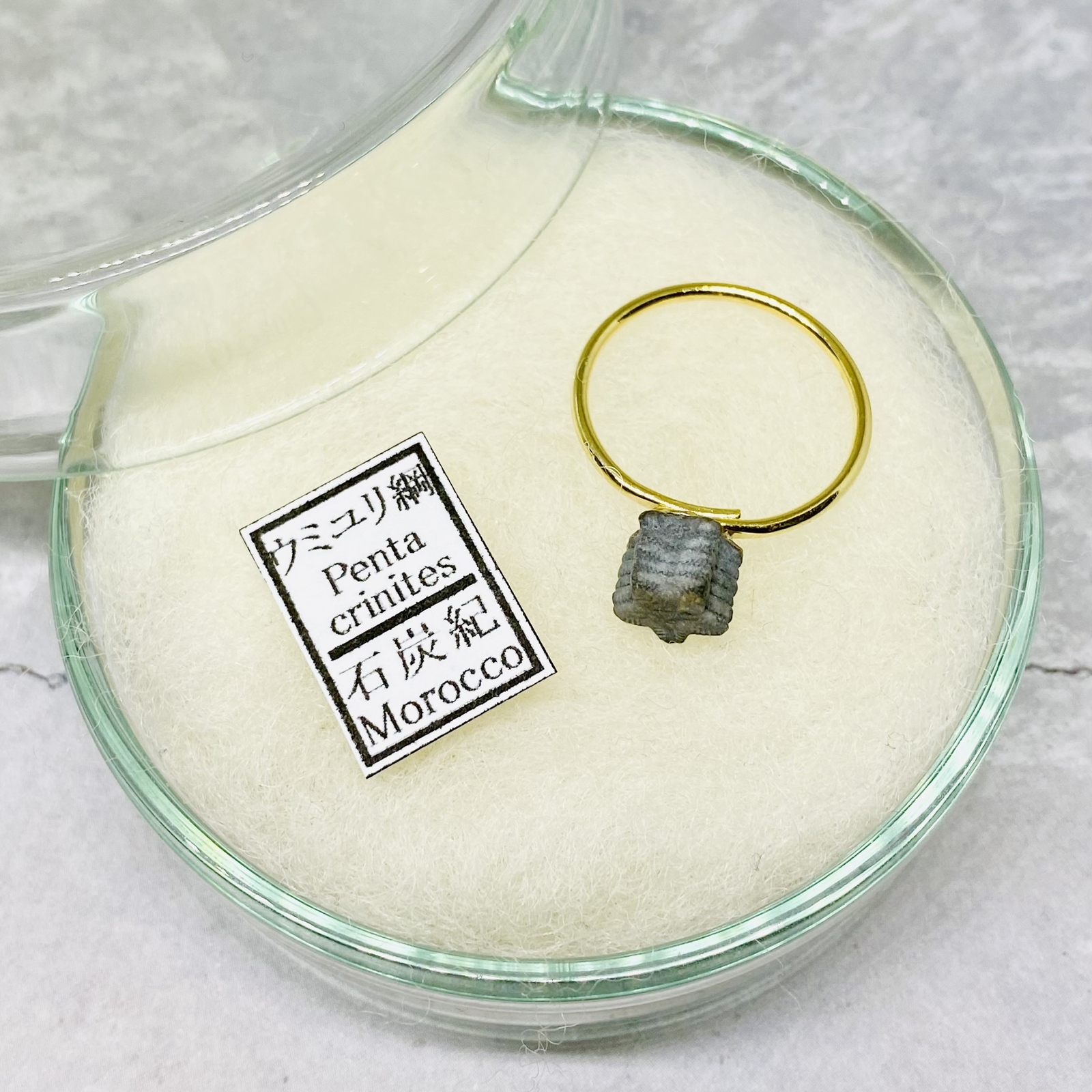 ✴︎No.Rf-08✴︎希少✴︎ モロッコ産 石炭紀 ウミユリ茎の化石標本