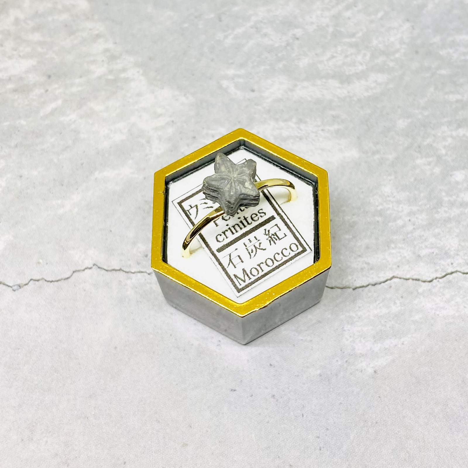 ウミユリ　化石標本 ✴︎No.Rf-09✴︎希少✴︎ モロッコ産 石炭紀 ウミユリ茎の化石