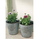 【ご注文品】オステオスペルマム２種おひとりさま植えセット