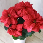 バラ咲き♡ポインセチア♡ウィンターローズ♡クリスマス♡