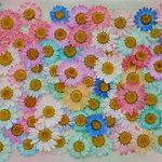 ★　カラフルノースポール　押し花素材　★